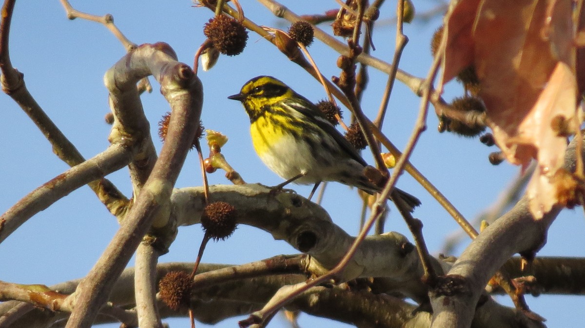 Townsend's Warbler - Tommy Goodwin