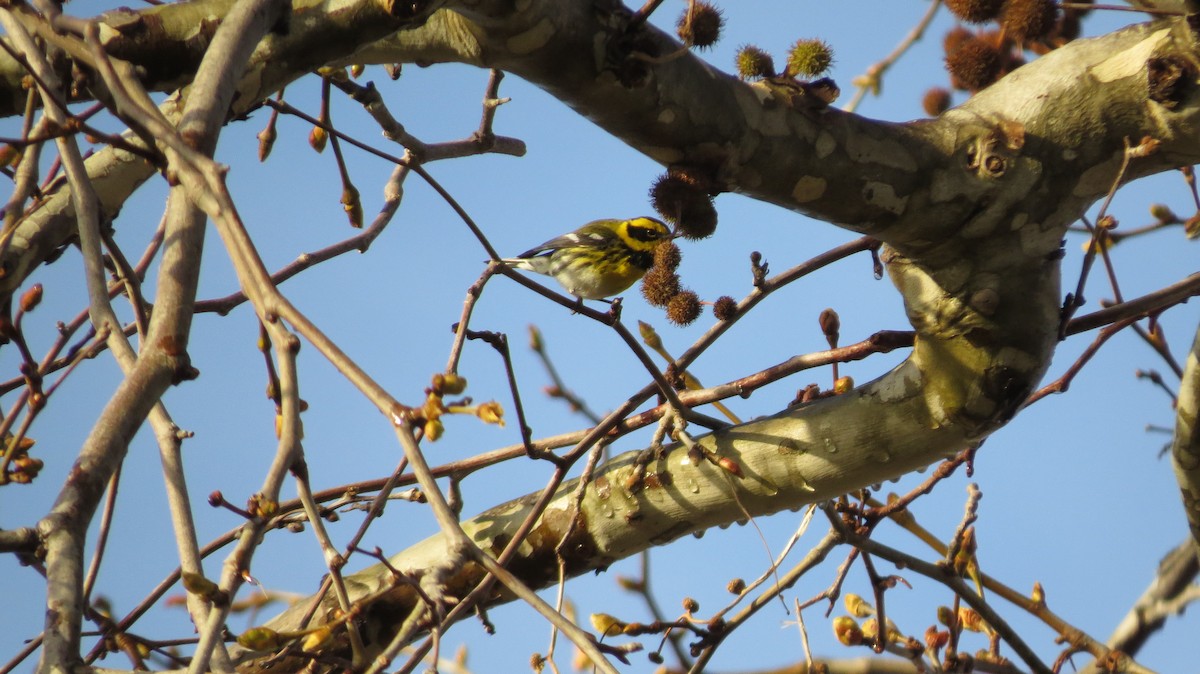 Townsend's Warbler - Tommy Goodwin