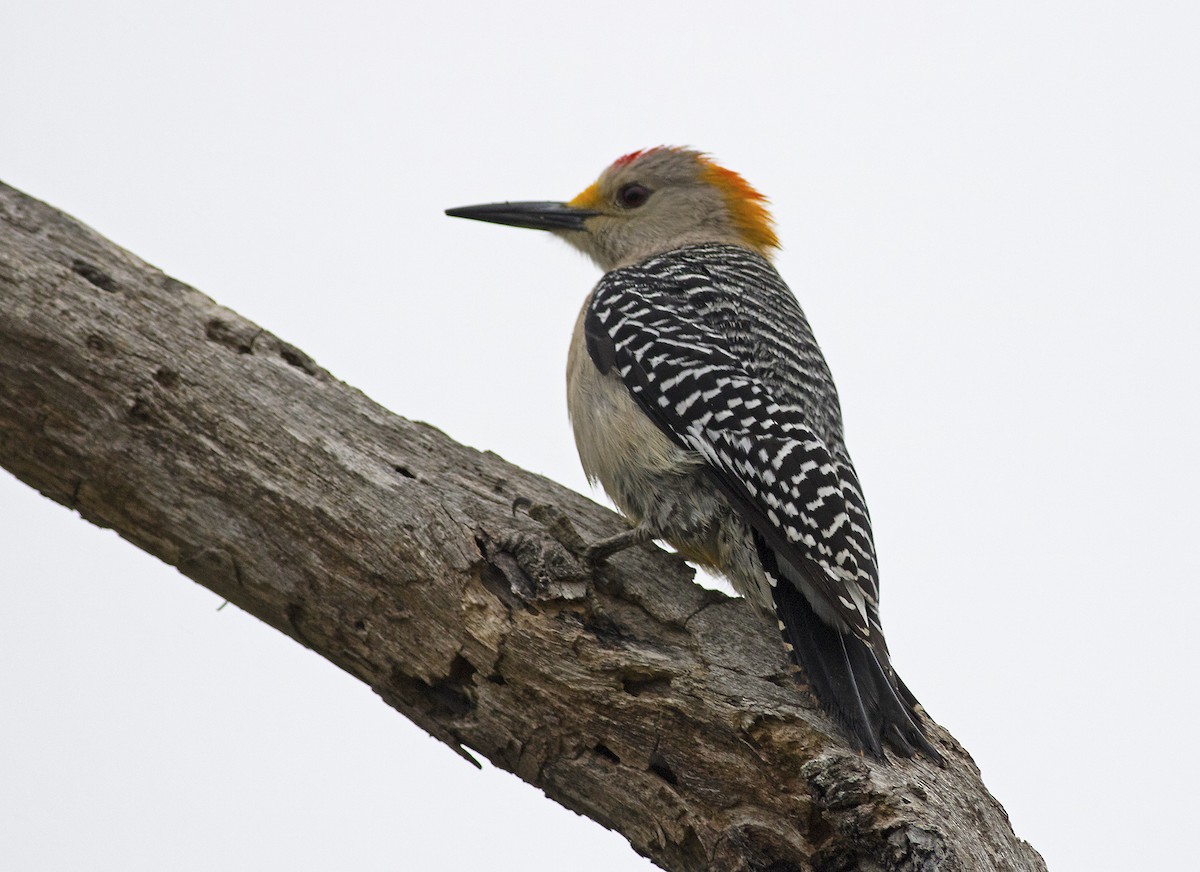 Golden-fronted Woodpecker - Mary Bucy
