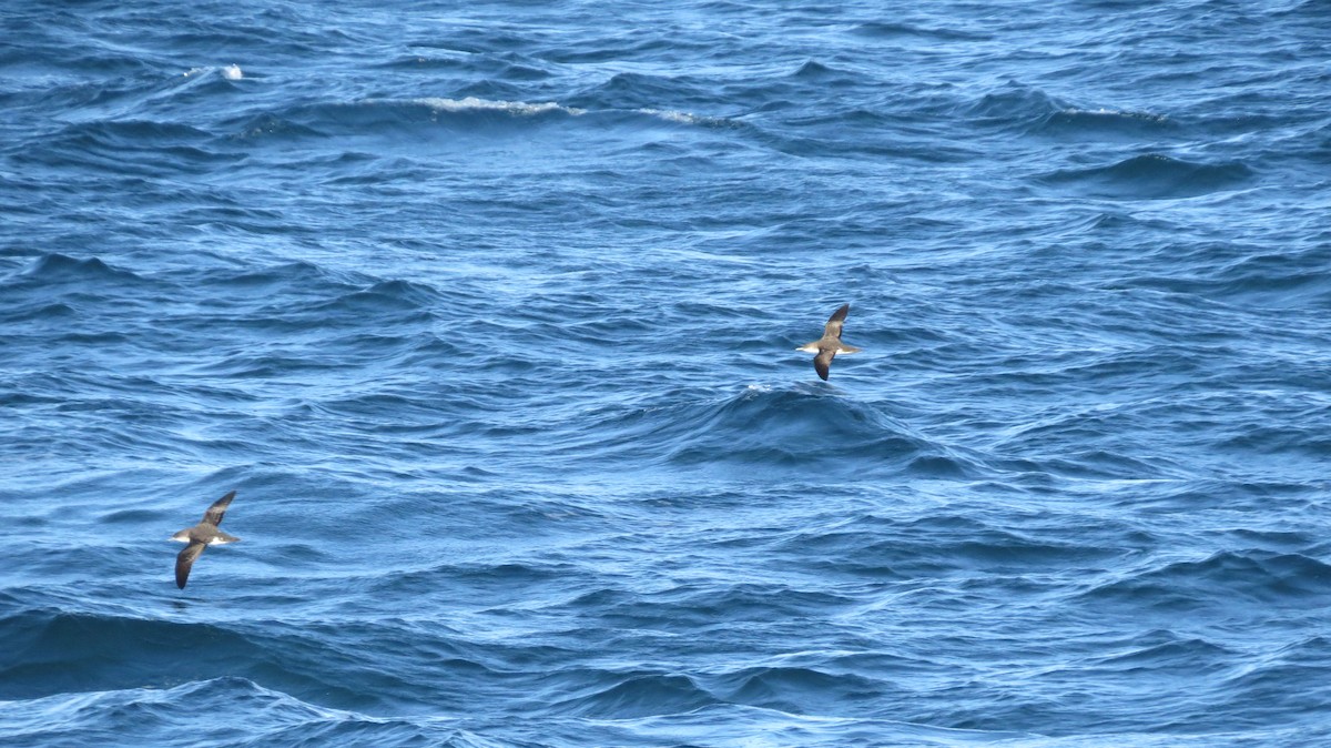 Black-vented Shearwater - Tommy Goodwin