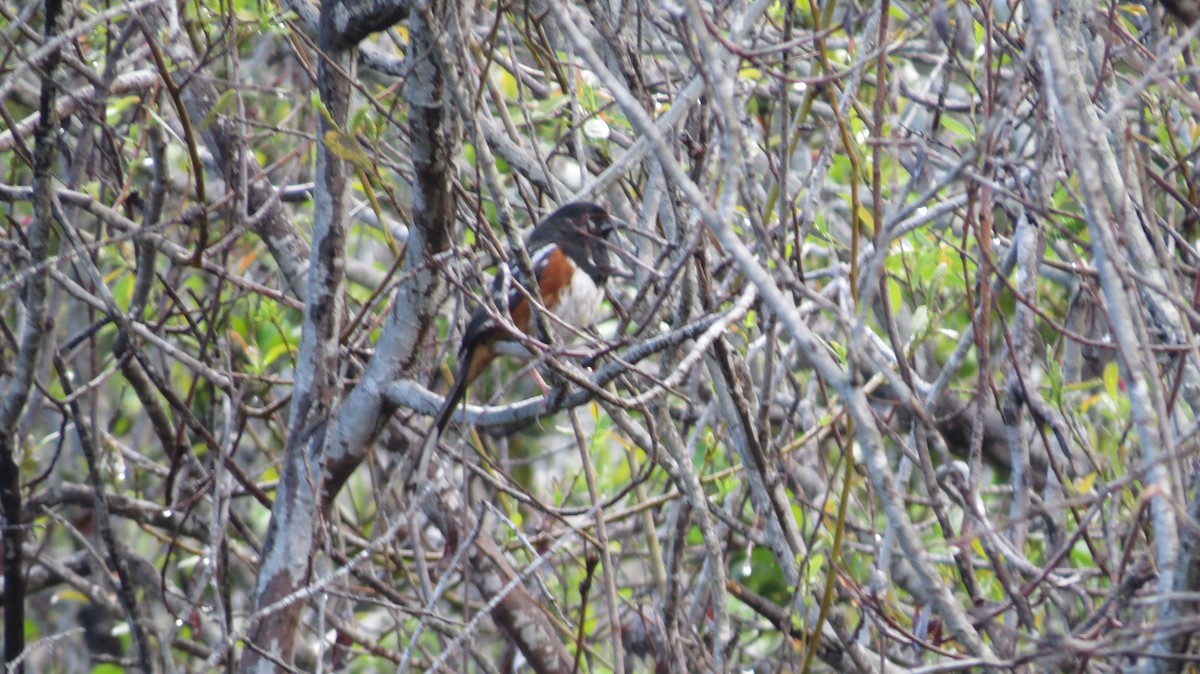 Spotted Towhee - ML141841371
