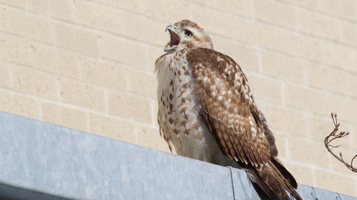 Red-tailed Hawk - Brian Rusnica