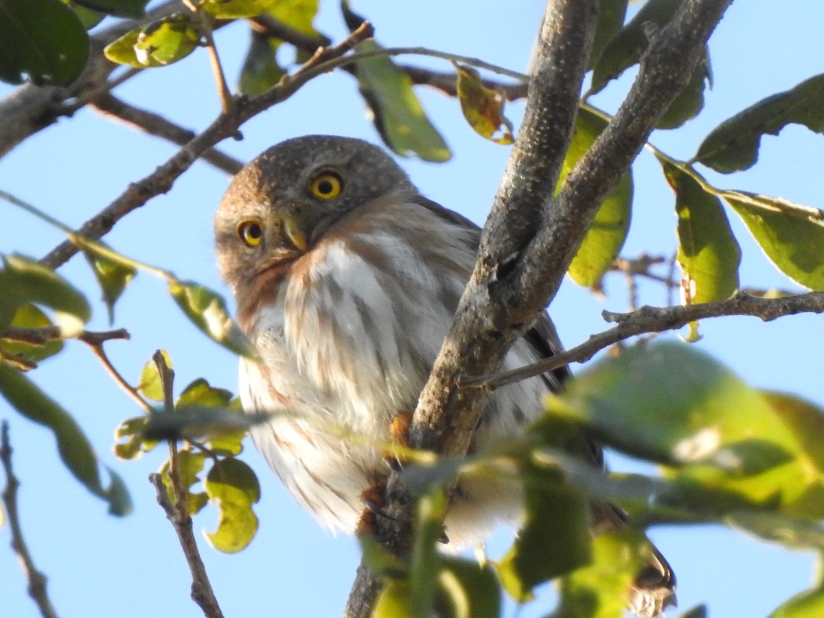 Colima Pygmy-Owl - ML141843361