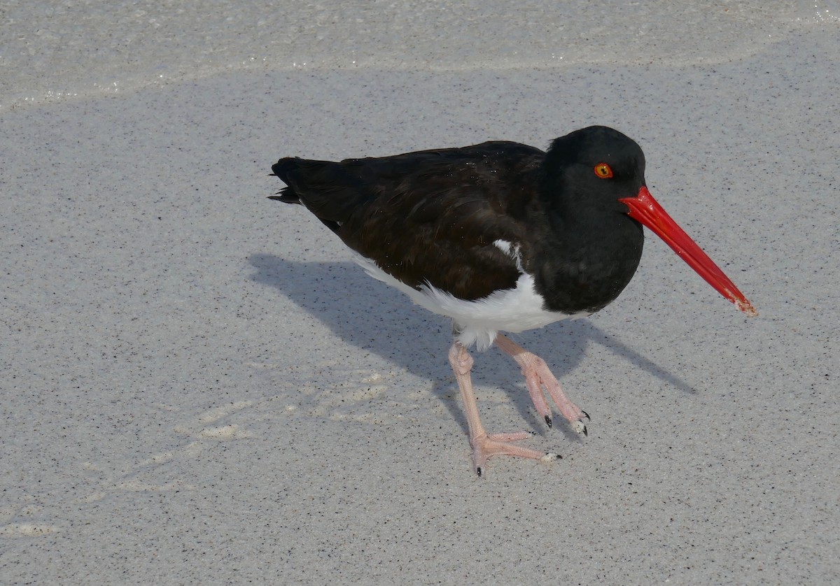 American Oystercatcher - Greg Vassilopoulos