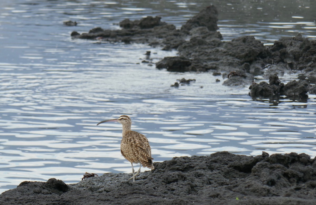 Whimbrel - Greg Vassilopoulos