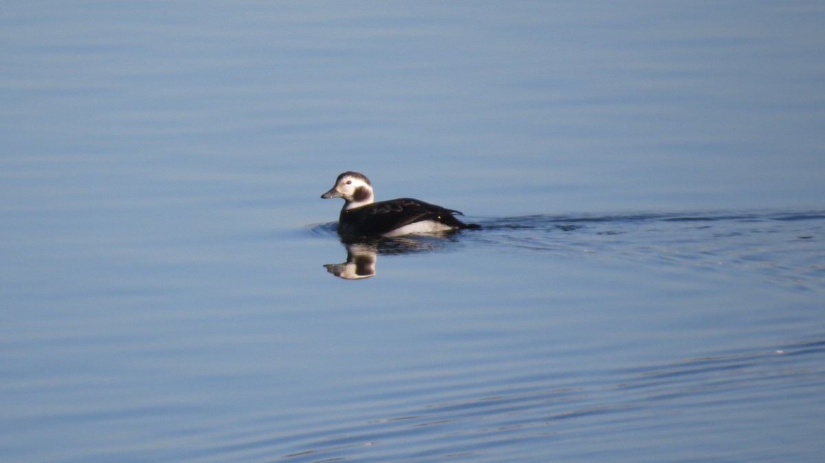 Long-tailed Duck - Tommy Goodwin
