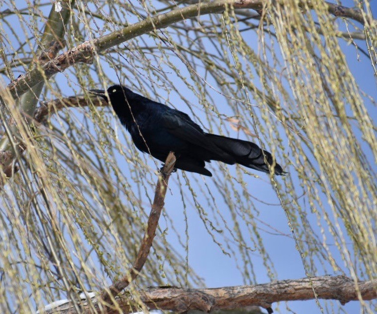 Great-tailed Grackle - Larry Langstaff