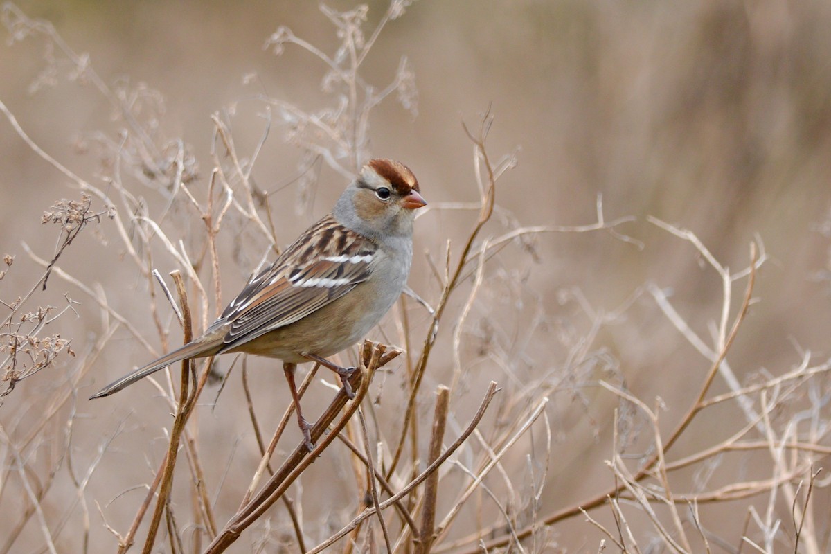 White-crowned Sparrow (Dark-lored) - Daniel Irons