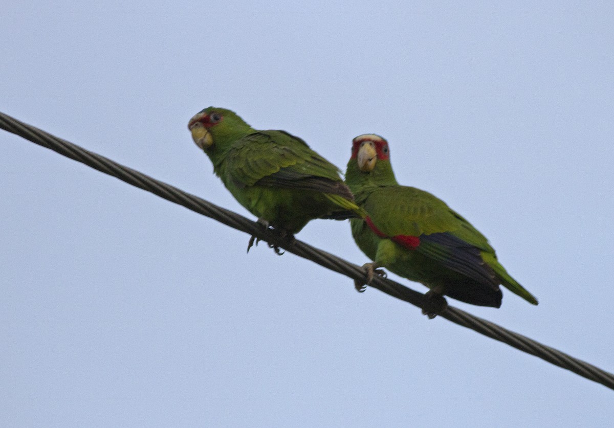 White-fronted Parrot - ML141846111