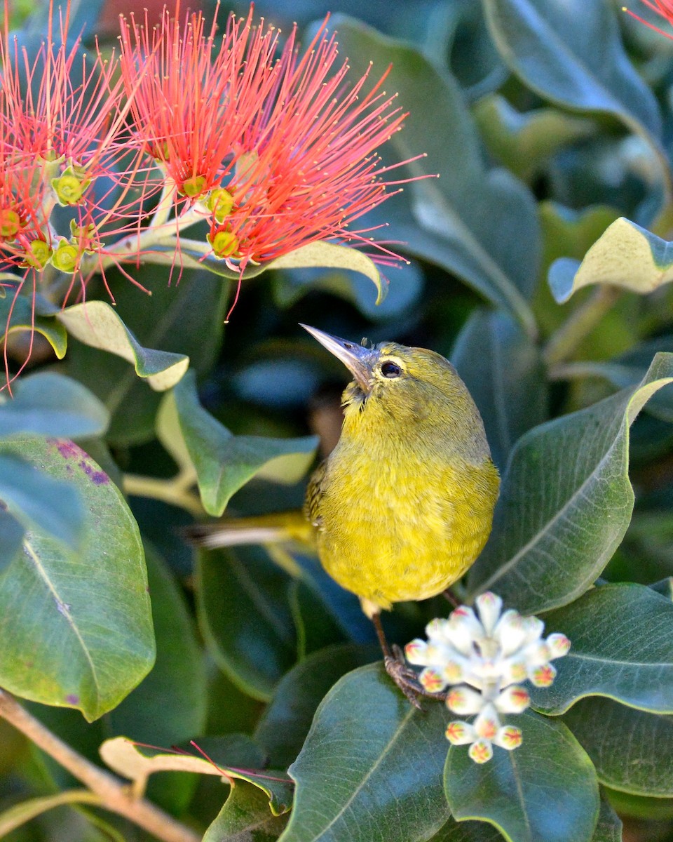 Orange-crowned Warbler - Gerald Friesen