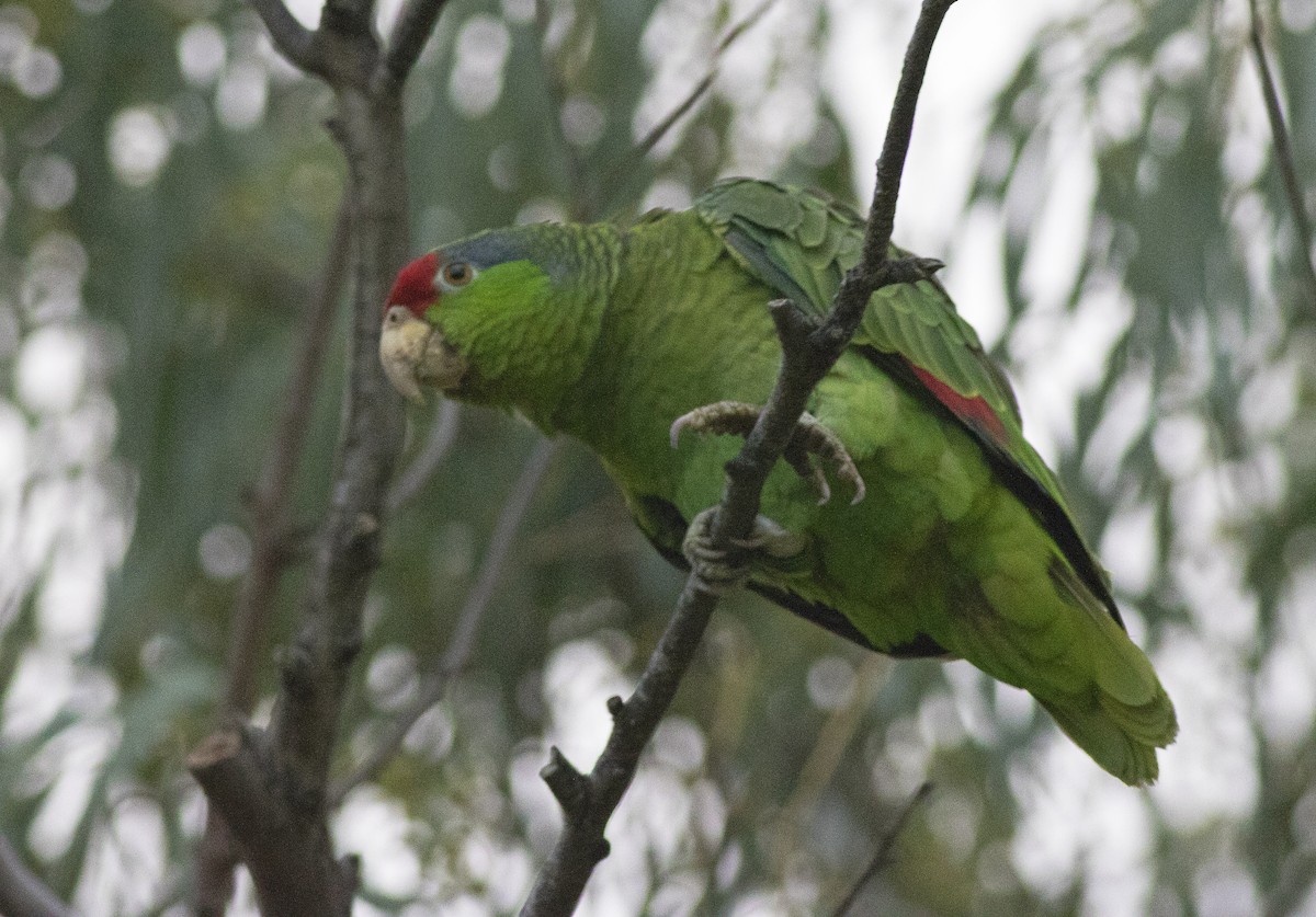 Red-crowned Parrot - ML141846201