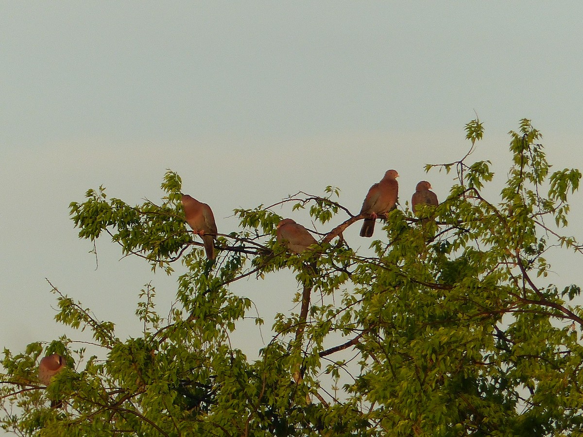 Red-billed Pigeon - stephen grimes