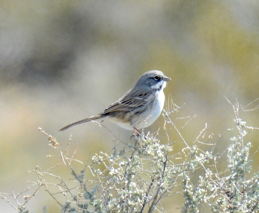 Sagebrush Sparrow - ML141846971