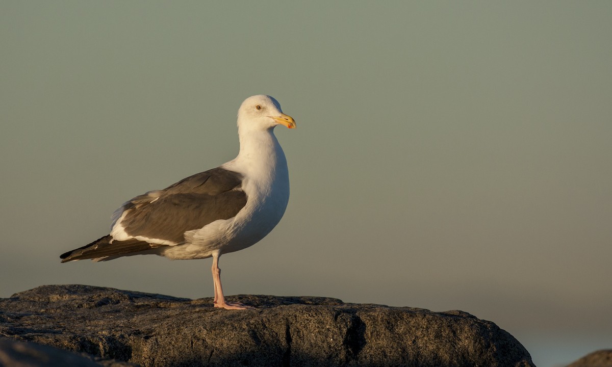 Western Gull - Prairie Birder