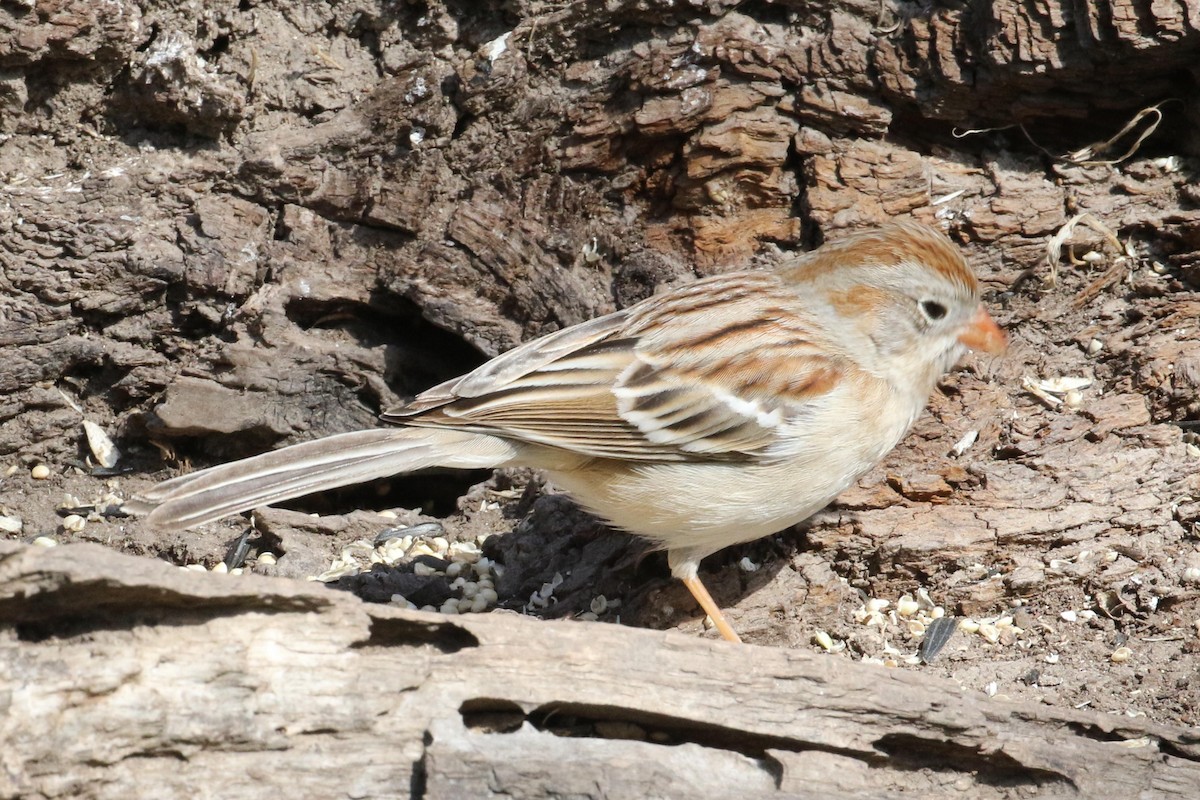 Field Sparrow - Galen  Stewart