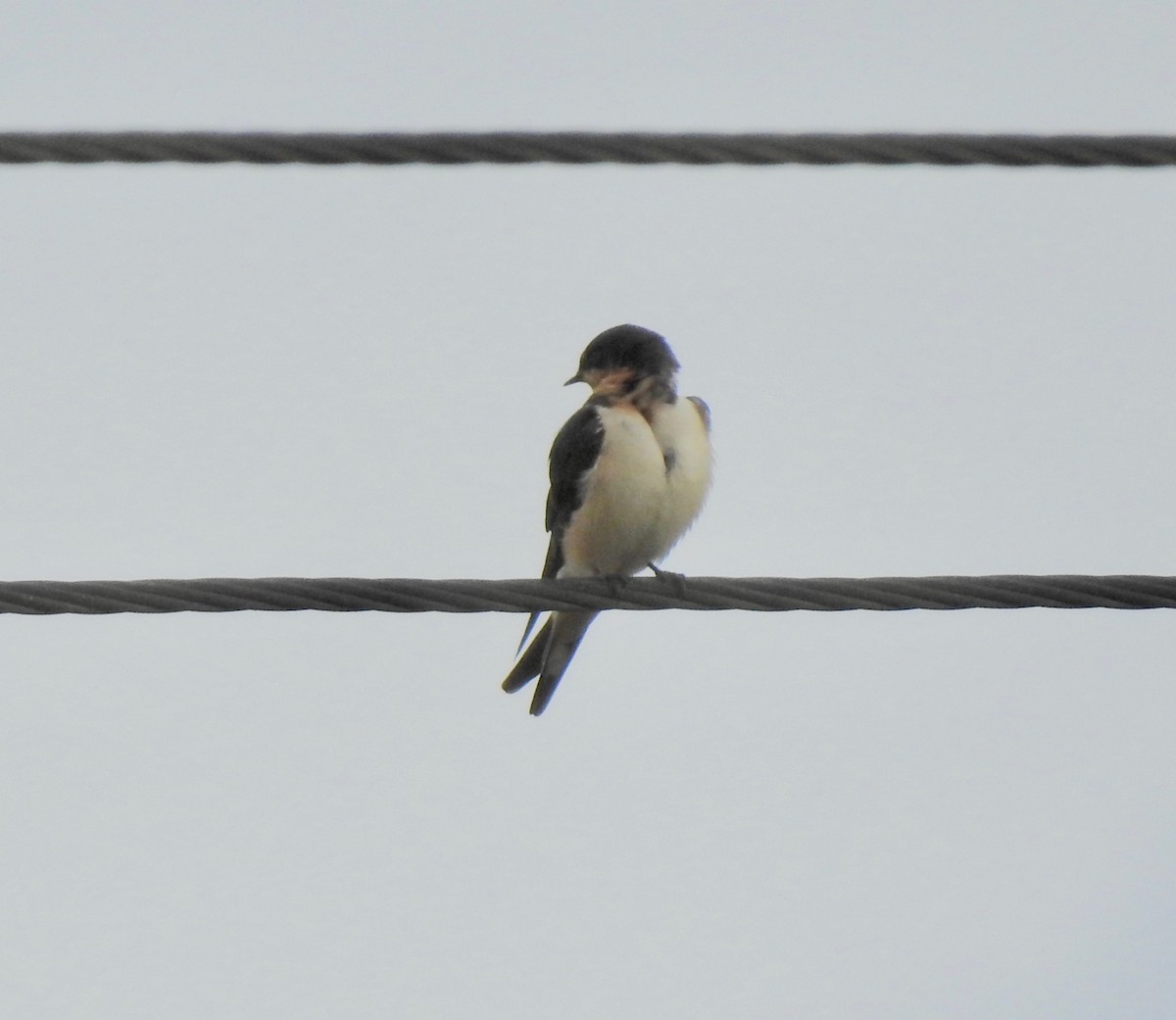 Barn Swallow - Van Remsen