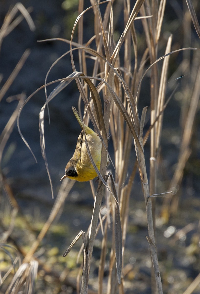 Common Yellowthroat - Prairie Birder
