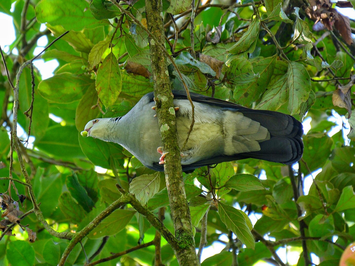 Nilgiri Wood-Pigeon - Renuka Vijayaraghavan