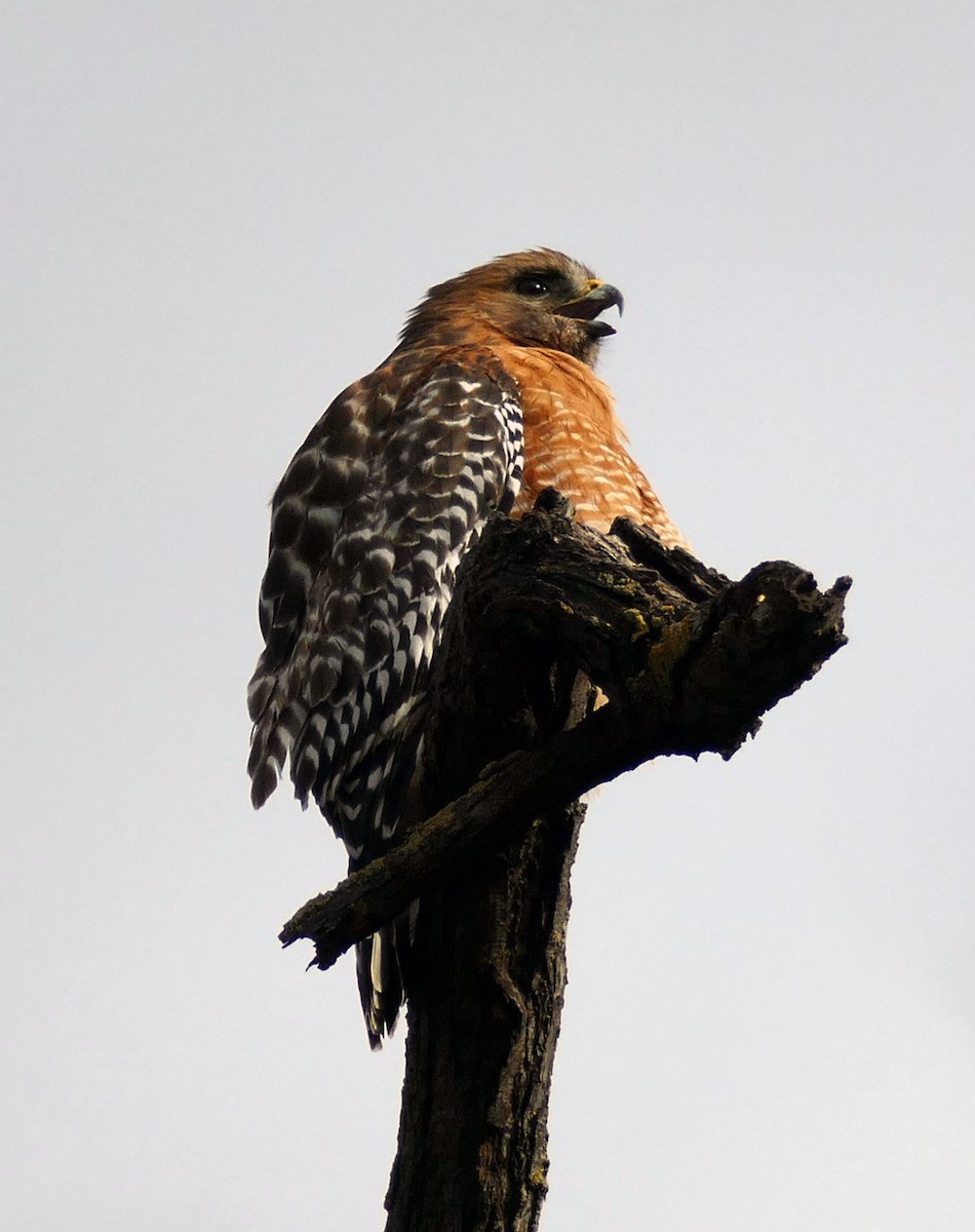 Red-shouldered Hawk - Kitty ONeil