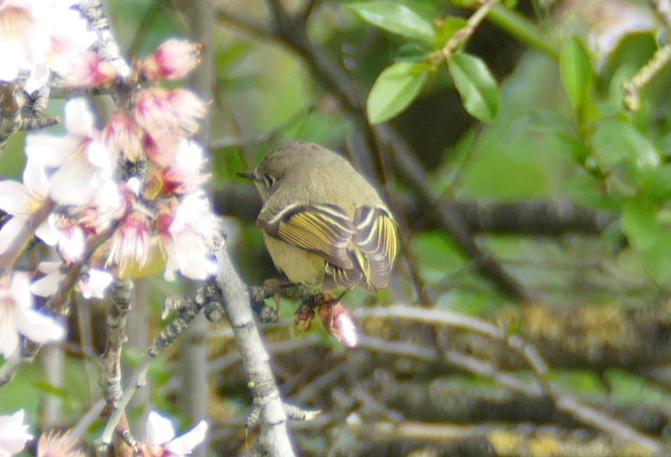 Ruby-crowned Kinglet - Kitty ONeil