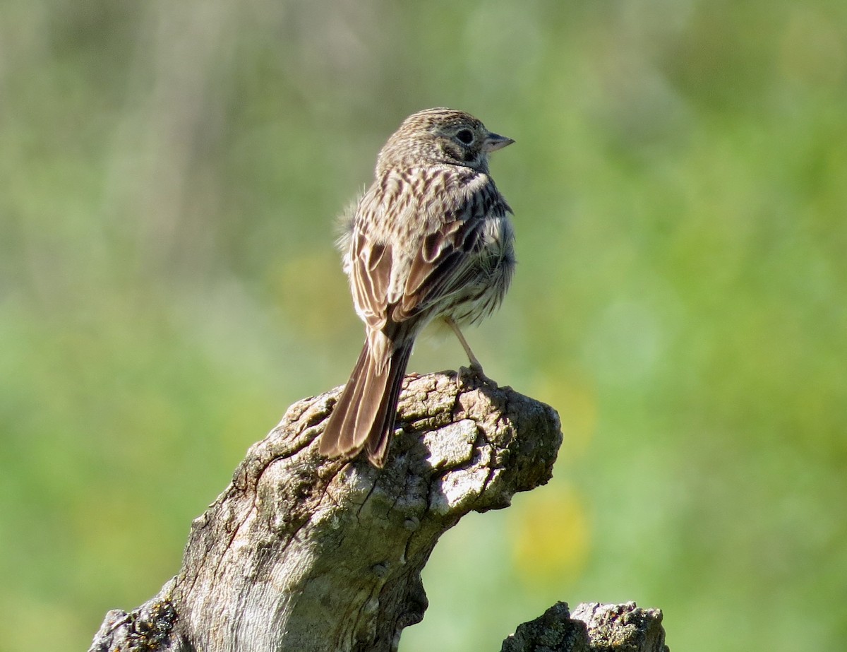 Vesper Sparrow - Nick Swan