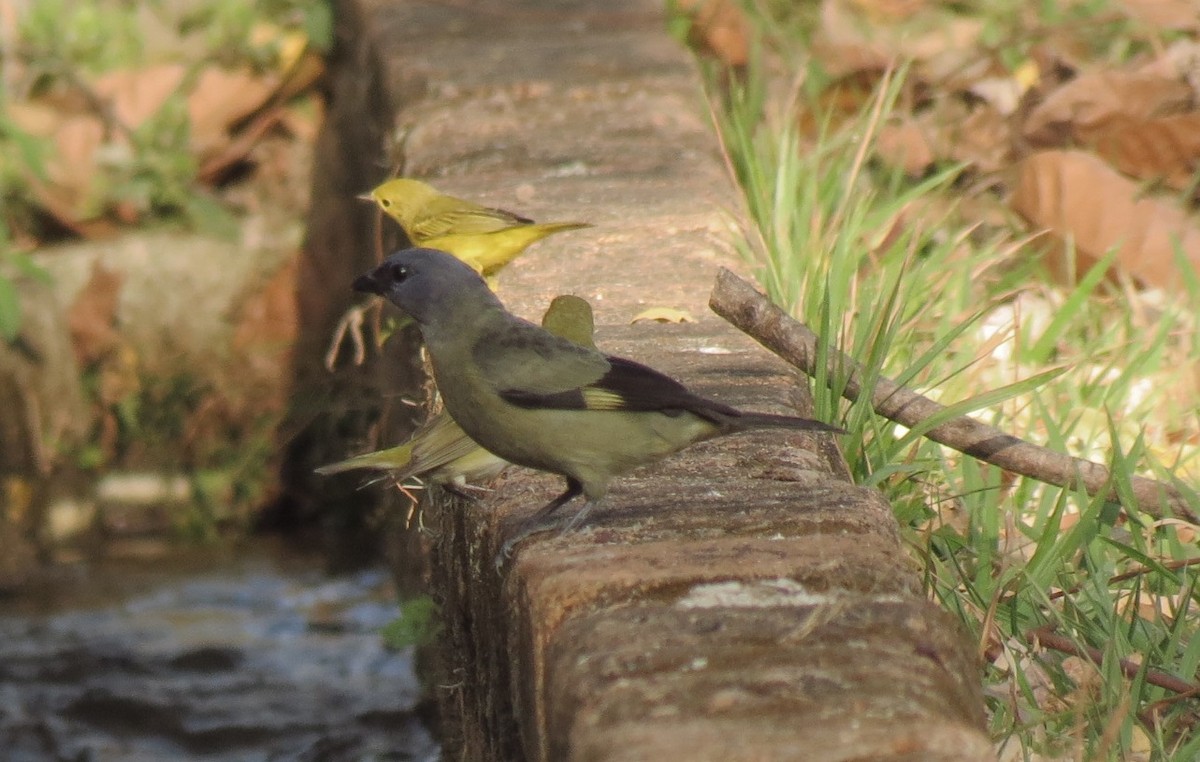 Yellow-winged Tanager - ML141851751