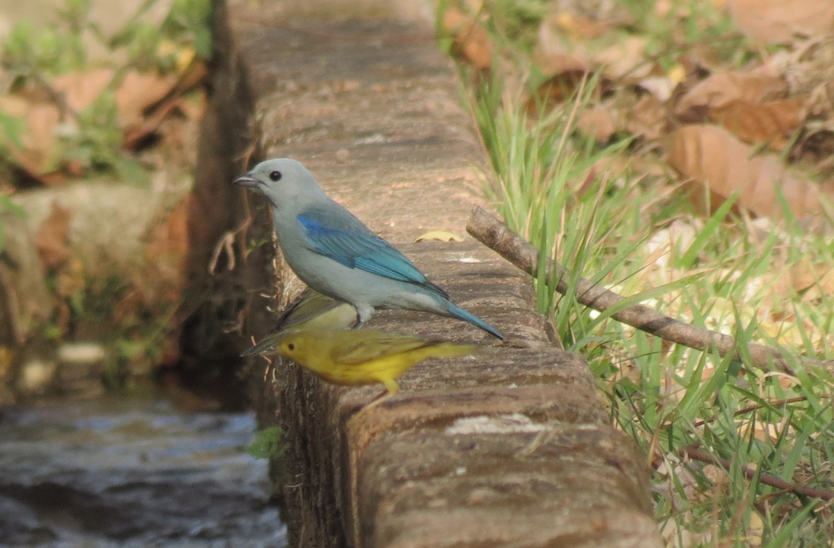 Blue-gray Tanager - ML141851781