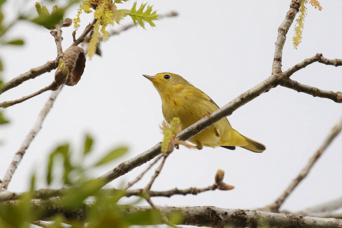 Yellow Warbler (Northern) - Michael O'Brien