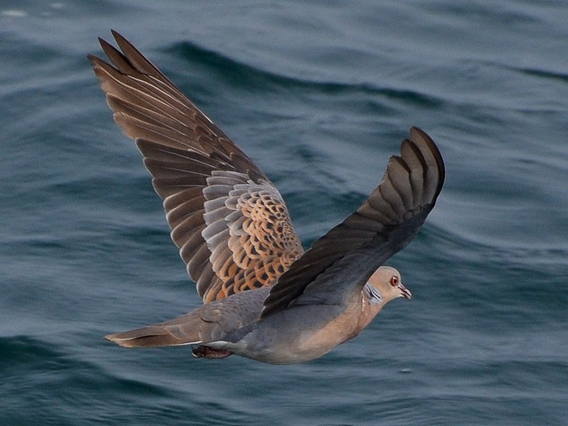 Oriental Turtle Dove Ebird