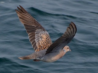 キジバト - eBird