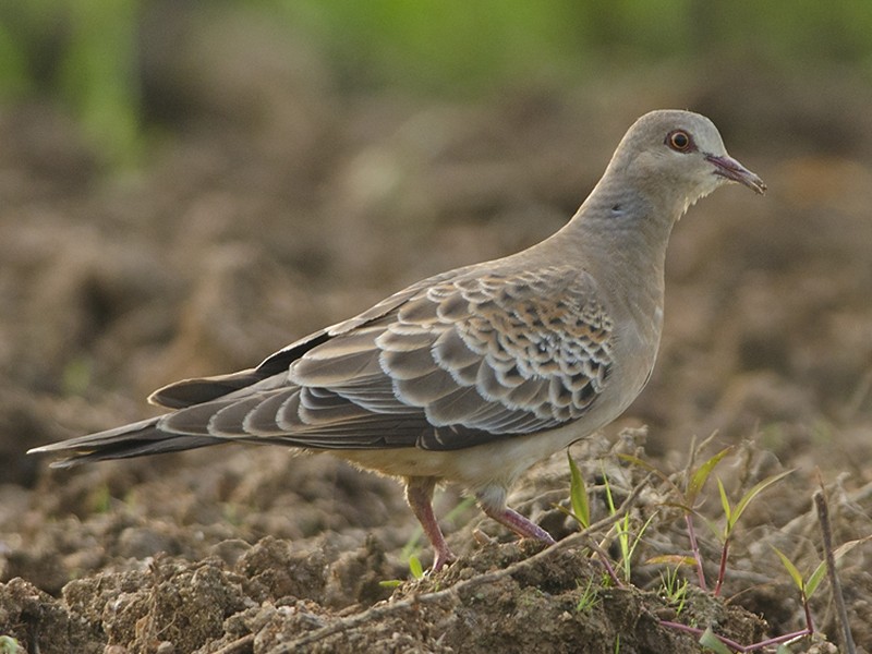 Oriental Turtle-Dove - Abhilash Arjunan