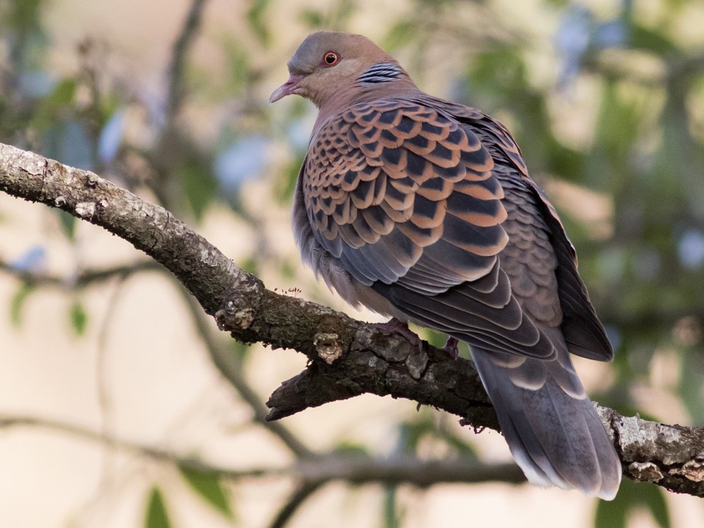 Oriental Turtle-Dove - Tom Johnson