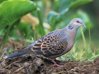  - Oriental Turtle-Dove