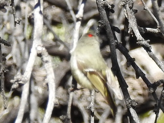Ruby-crowned Kinglet - Kelly Wright