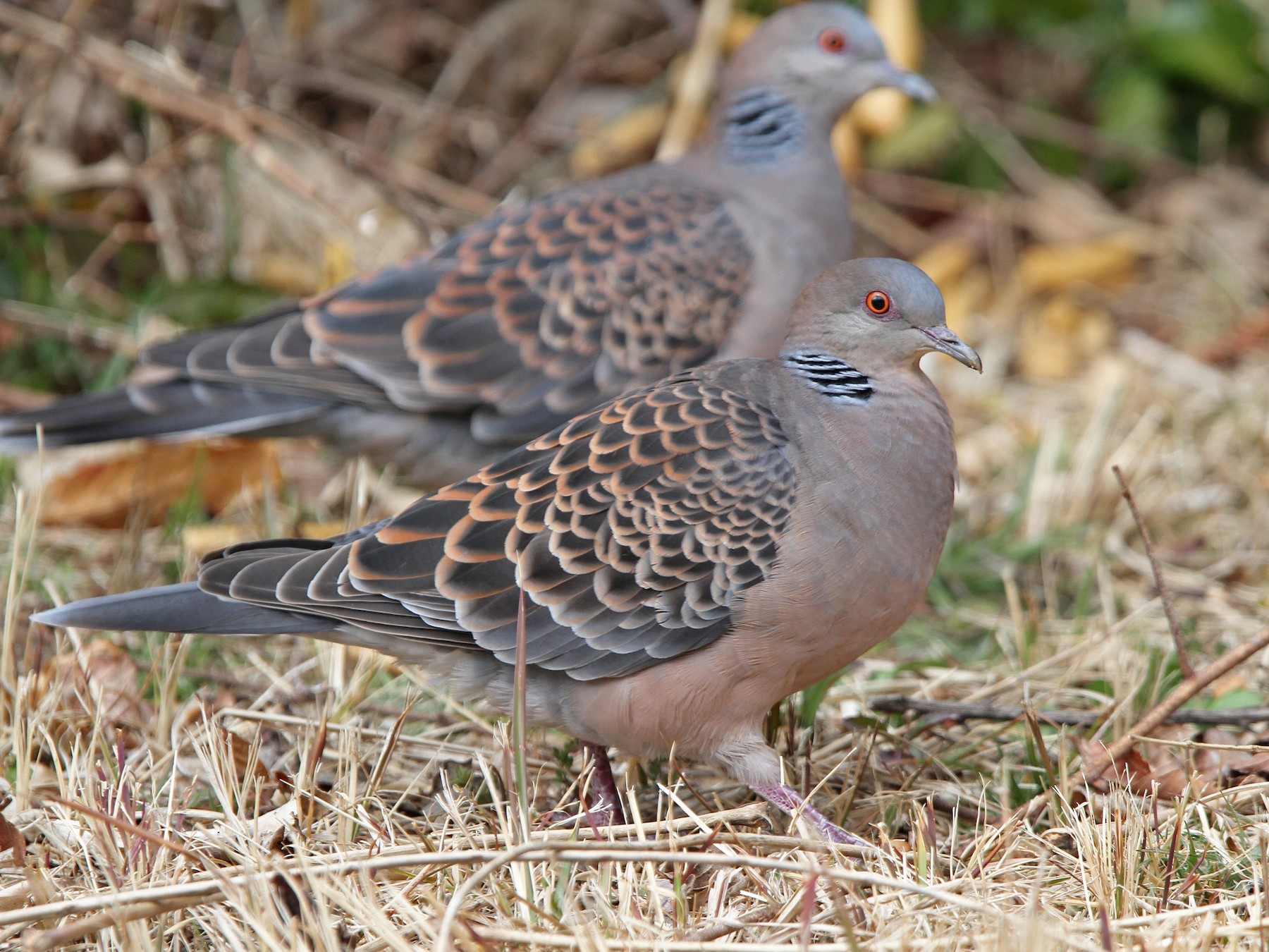 Oriental Turtle-Dove - Christoph Moning