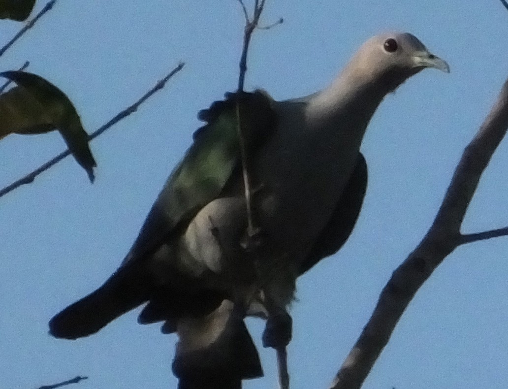 Green Imperial-Pigeon - ML141852901