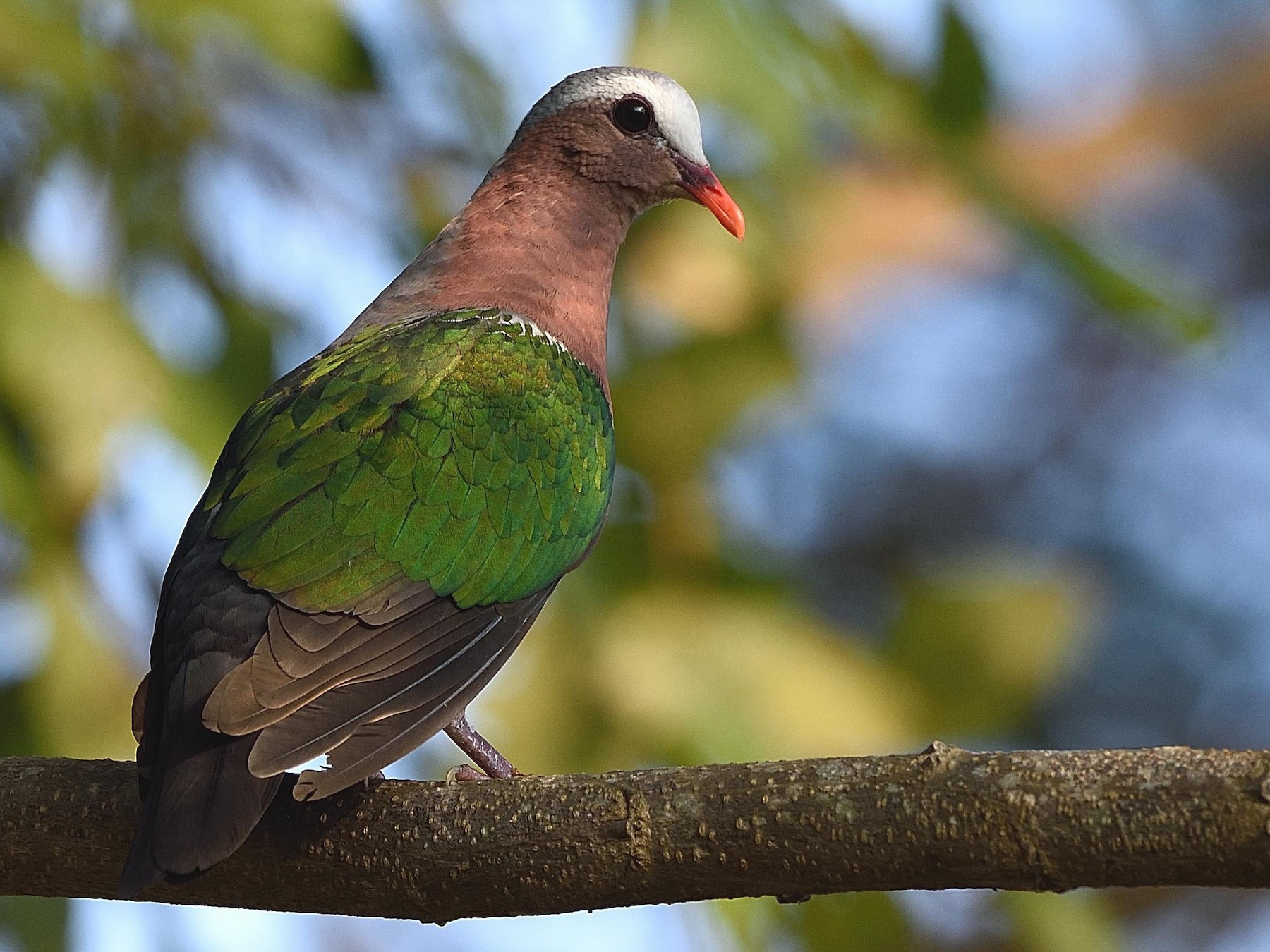Asian Emerald Dove - Arun Prabhu