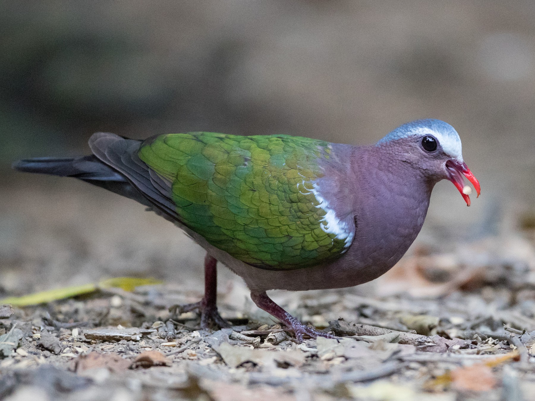 Asian Emerald Dove - eBird