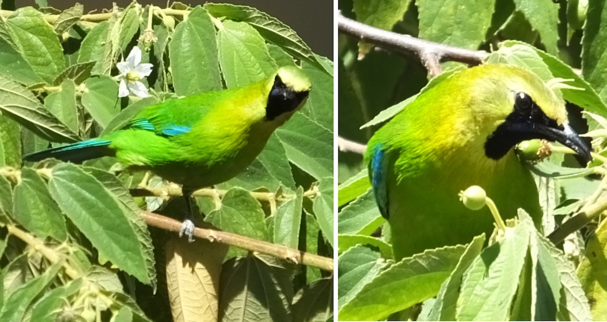Blue-winged Leafbird - Glenn Morris