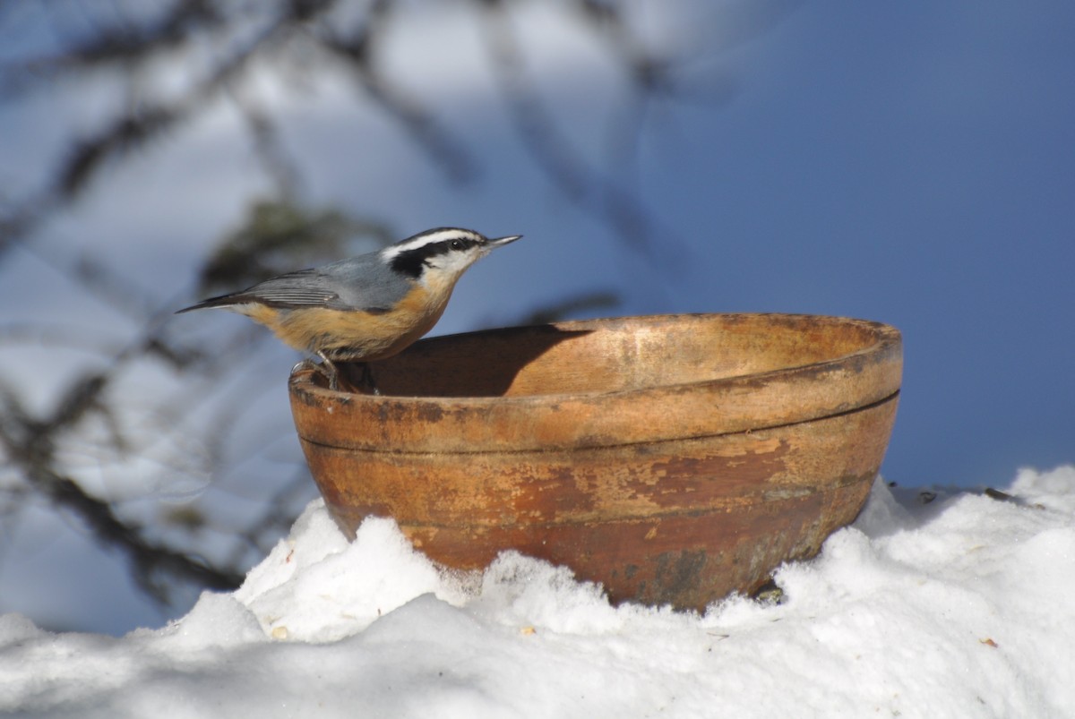 Red-breasted Nuthatch - ML141854231