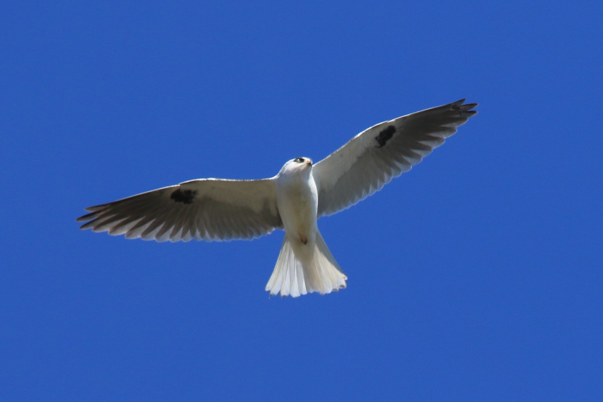 White-tailed Kite - Michele Swartout