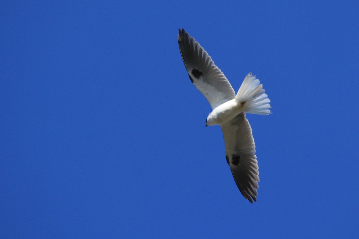 White-tailed Kite - Michele Swartout