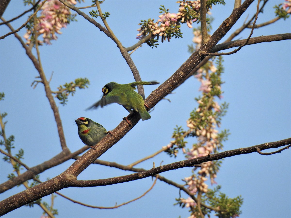 Coppersmith Barbet - bhopal birds