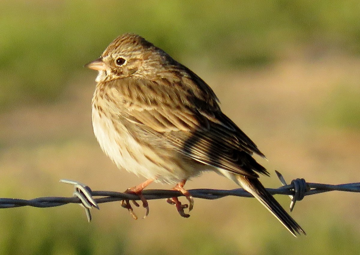 Vesper Sparrow - Ed Dunn