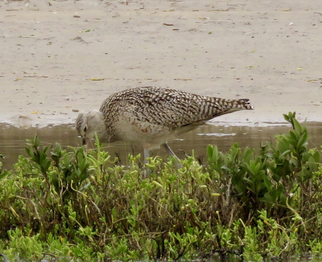 Long-billed Curlew - Linda Parlee-Chowns