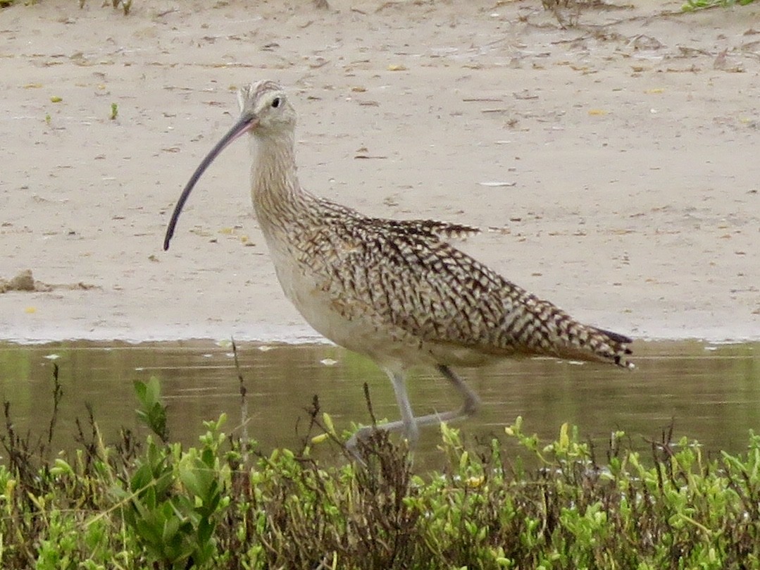 Long-billed Curlew - Linda Parlee-Chowns