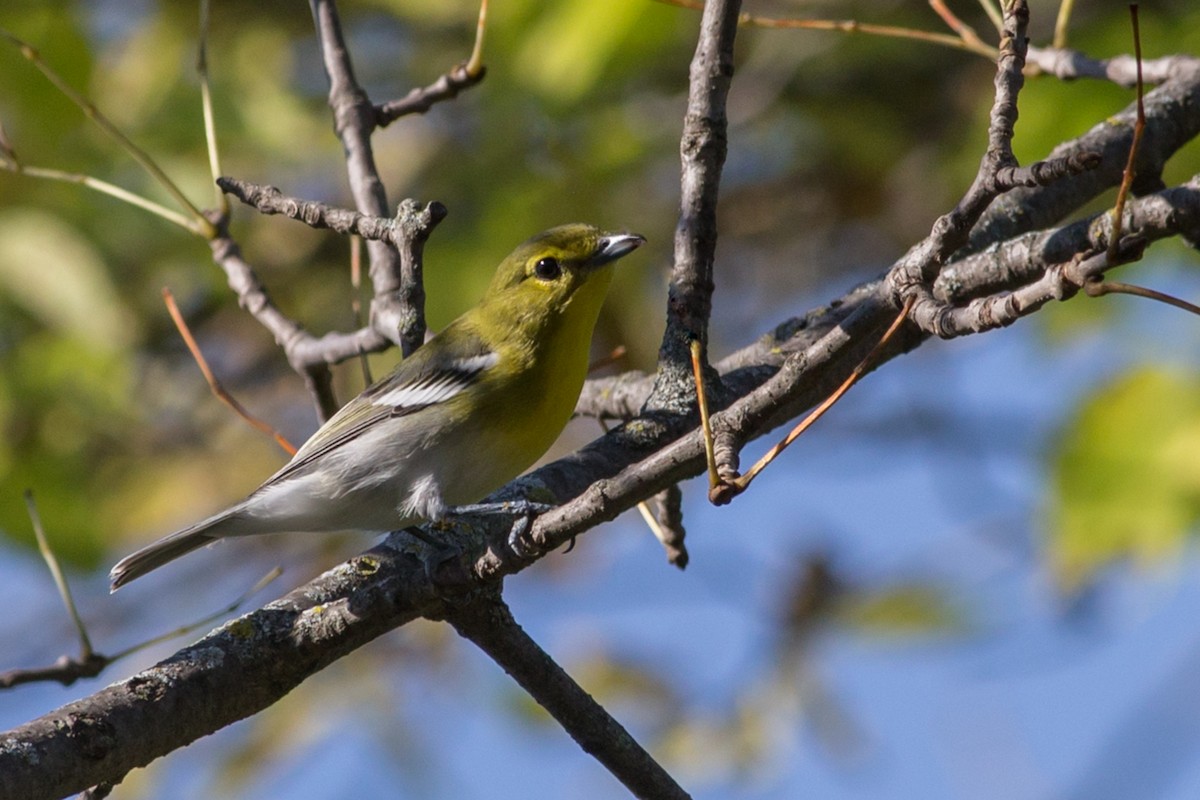 Yellow-throated Vireo - Roger Schroeder