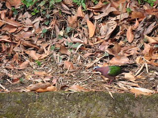 Asian Emerald Dove - eBird