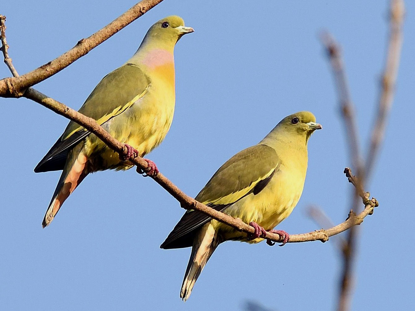 Orange-breasted Green-Pigeon - Arun Prabhu