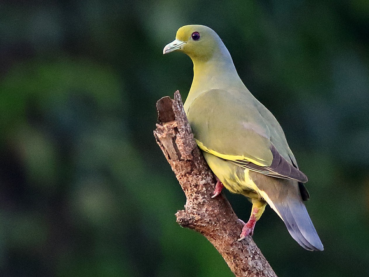 Orange-breasted Green-Pigeon - Roshan  Kamath